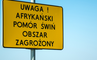 Obraz przedstawiający Afrykański pomór świń. Powiat głogowski objęty strefą zakażenia