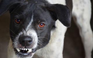 Obraz przedstawiający Harmonogram szczepienia psów przeciwko wściekliźnie na terenie Gminy Jerzmanowa w 2022 roku