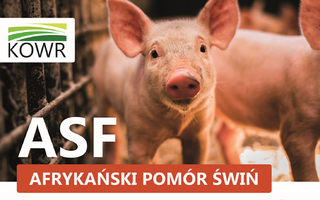 Obraz przedstawiający Zasady ochrony świń przed ASF