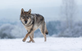 Obraz przedstawiający Coraz więcej wilków w polskich lasach – wytyczne oceny zagrożenia