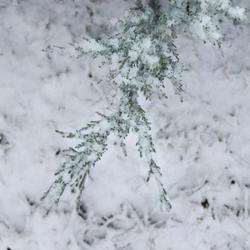 Obraz przedstawiający Zimowy spacer