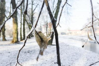 Obraz przedstawiający Zima 2019 - Pałac i Park