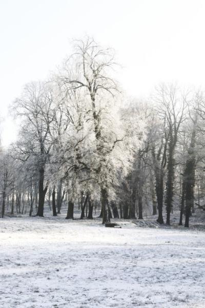 Obraz przedstawiający Zima 2019 - Pałac i Park