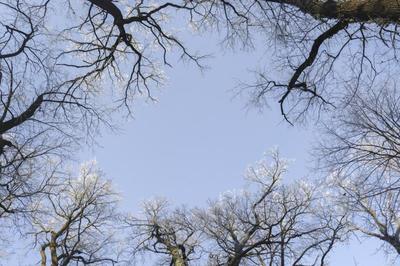 Obraz przedstawiający Zima 2019 - Pałac i Park